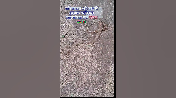 রাসেল ভাইপার সাপ মরিশাস Russell Viper snacks in Mauritius #mauritius