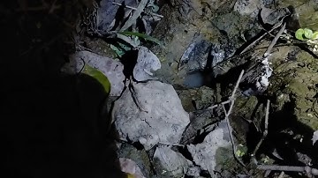 trải nghịêm câu lươn đêm ai ngờ được lươn khủng.câu lươn khủng tập 2