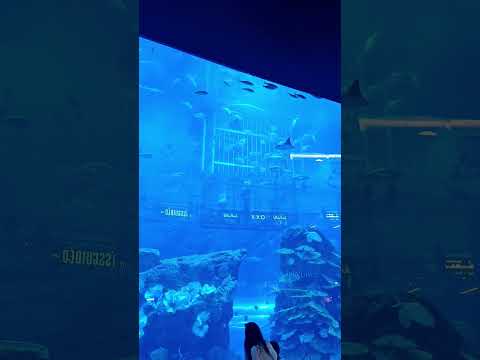 Aquarium dubai mall 😍