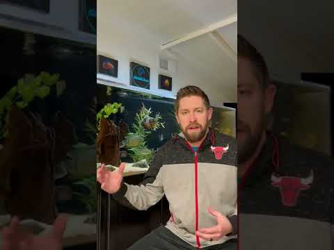 Video: Kā visu laiku saglabāt savu akvāriju kristāldzidru