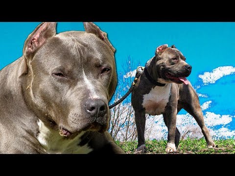 Video: Datos sobre la nariz azul y la nariz roja Pit Bulls