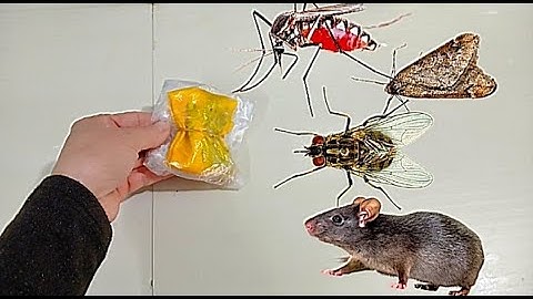 Biết Cách Này Sẽ Không Có Ruồi, Muỗi, Bướm Đêm Và Chuột Đến Làm Phiền/Cách Diệt Côn Trùng