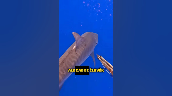 VLIV ČLOVĚKA NA ŽRALOKY? #fyp#zralok#žralok#oceán#moře#zajimavosti#cz#czech#sokolik