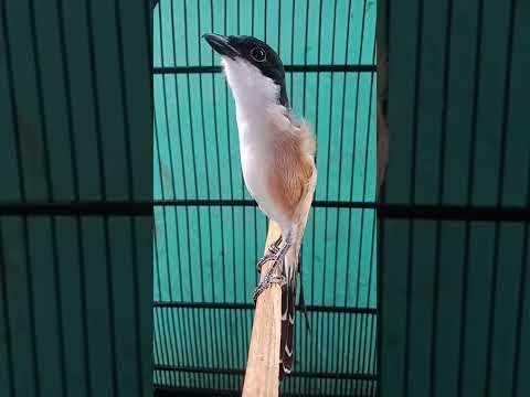 Video: Adakah burung mempunyai badan yang ramping?