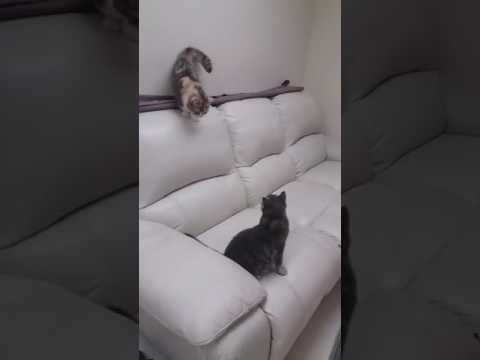 funny cats sleeping in weird positions compilation 2014 funnyplox Munchkin Cat Tries to Play English Short Hair
