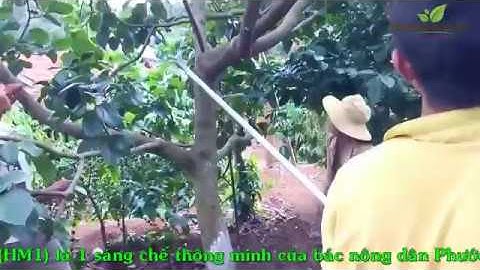 Kéo cắt cành trên cao dùng hái quả tại Dungcunongnghiep.vn