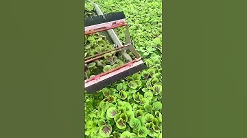 The process of harvesting amaranth - the machinery is good, the work is easier