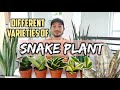 DIFFERENT VARIETIES OF SNAKE PLANT