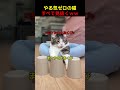 やる気ゼロの猫、すべて見抜くww