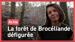 Incendies à Brocéliandre : ils découvrent leur forêt défigurée