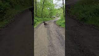an automatic heel with my Belgian Malinois