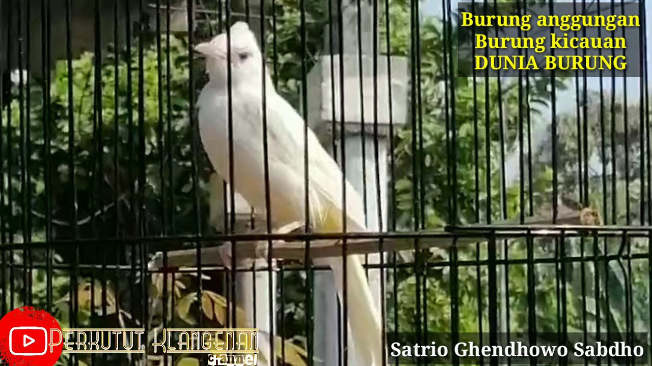 BURUNG TRUCUK PUTIH ALBINO DARI ALAM TEMAN PERKUTUT DAN DERKUKU 