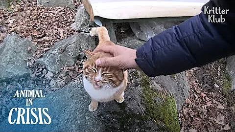 Cosa significa quando un gatto randagio entra in casa?