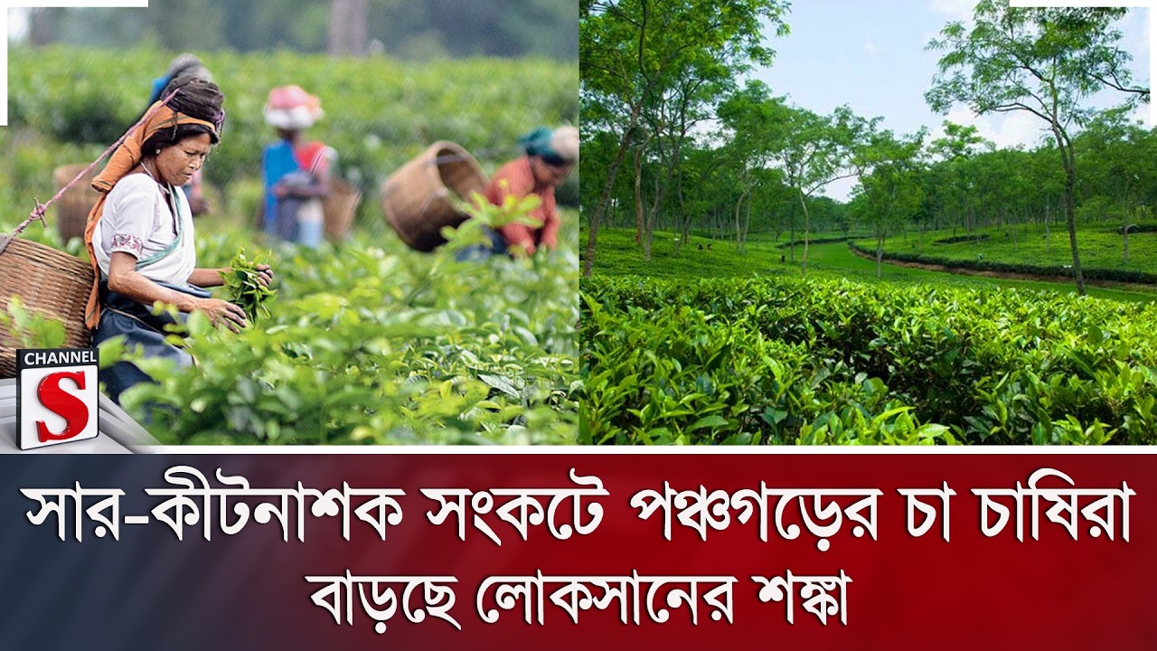 সার-কীটনাশক সংকটে পঞ্চগড়ের চা চাষিরা; বাড়ছে লোকসানের শঙ্কা | Panchagarh | Channel S News