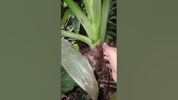 Hết đau đầu gối đau các khớp nhờ củ thiên niên kiện làm theo cách này #short #shorts