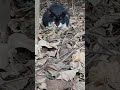 Cat in the Jungle#viralvideo#death#ayat#quran#sad#foryou#ytstudio#wildlife#allah#duet#quranverses