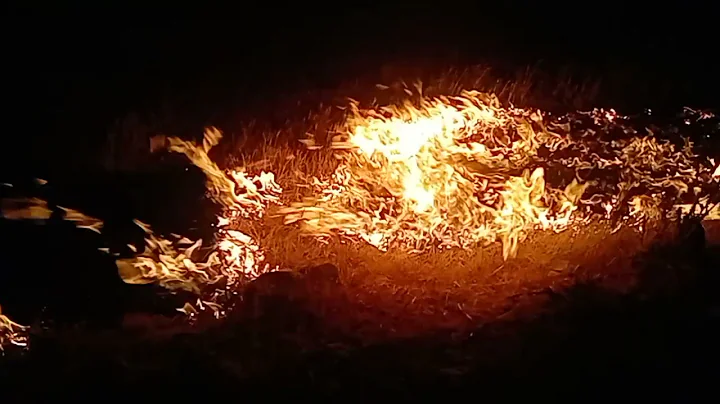 Poya Gharib