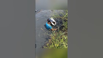 Cận cảnh quậy sìn bắt tôm càng xanh ở miền tây hốt mỏi tay #shorts #crsyfish