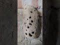 जिन घरों में कुमारी ततैया मिट्टी का घरौंदा बनाएं तो आपका भाग्य खुलने वाला है #trending #viral #new