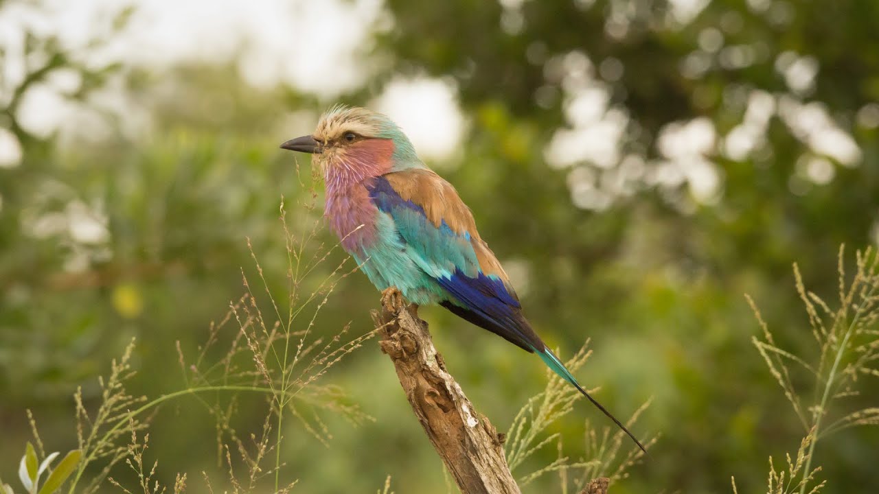 Morning Music Music Without Words To Relax The Mind Gently Helps