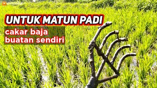cakar baja untuk matun padi