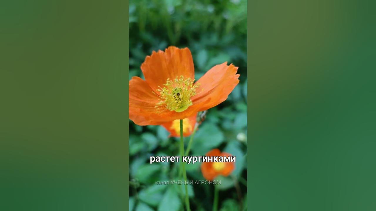 Мак голостебельный - YouTube