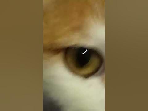 котик лежить на ковдрі - YouTube