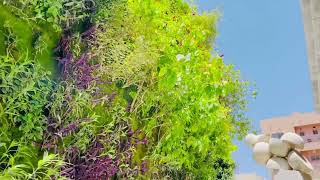 Vertical Garden Muharaq in Bahrain 🇧🇭