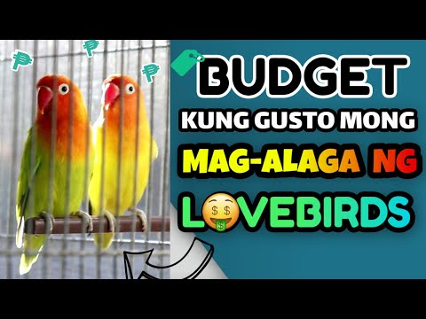 Video: Magkano Ang Gastos Ng Mga Parrot