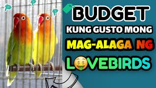 Magkano Ang Lovebird Supplies Kung Mag-aalaga Ka Sa Pilipinas - PRESYO NG LOVE BIRDS AT MATERYALES