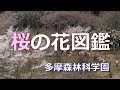 多摩森林科学園の桜　「桜の花図鑑」 の動画、YouTube動画。