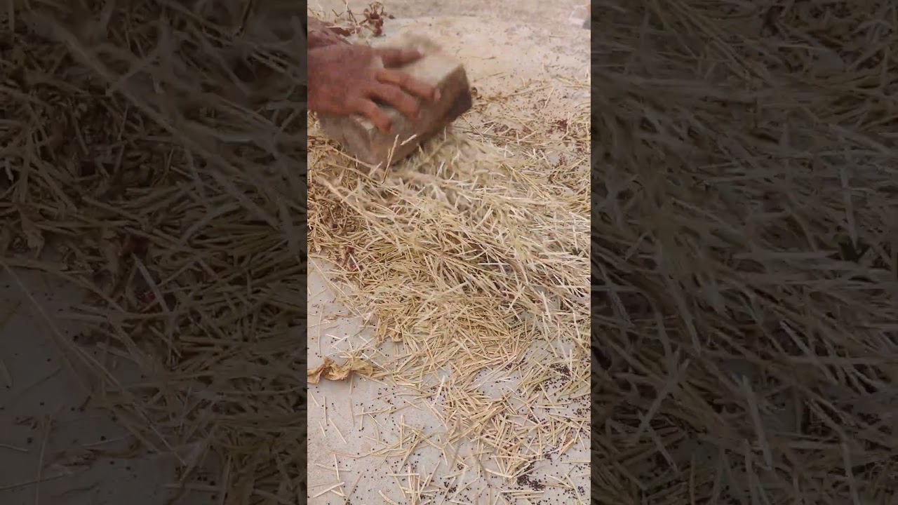 My Terrace Garden 🏡