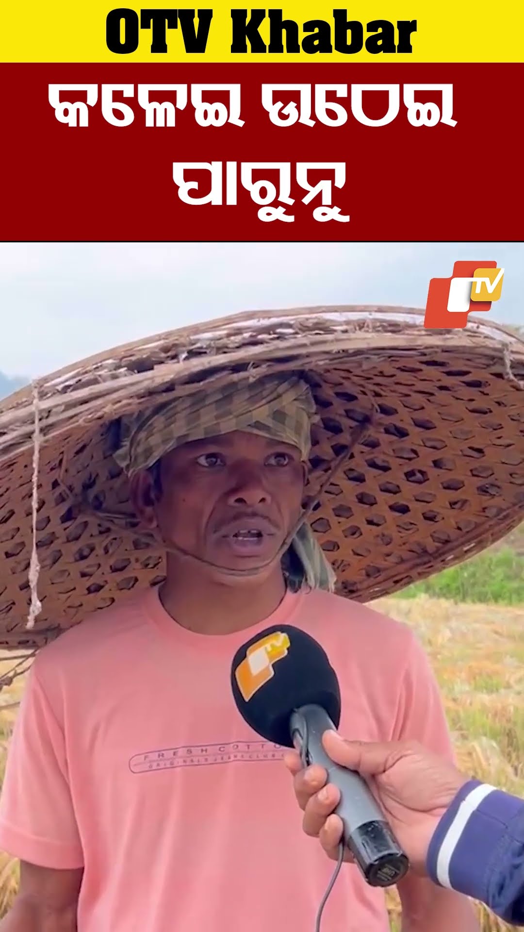 ଧାନ କାଟିଲୁ, ହେଲେ କଳେଇ ଉଠେଇ ପାରୁନୁ