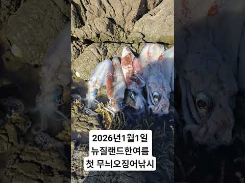 1월1일 5물 한여름뉴질랜드 무늬오징어낚시 #무늬오징어 #무늬오징어낚시 #오징어 #오징어낚시 #낚시 #에기 #fishing #squidfishing #squid #shorts
