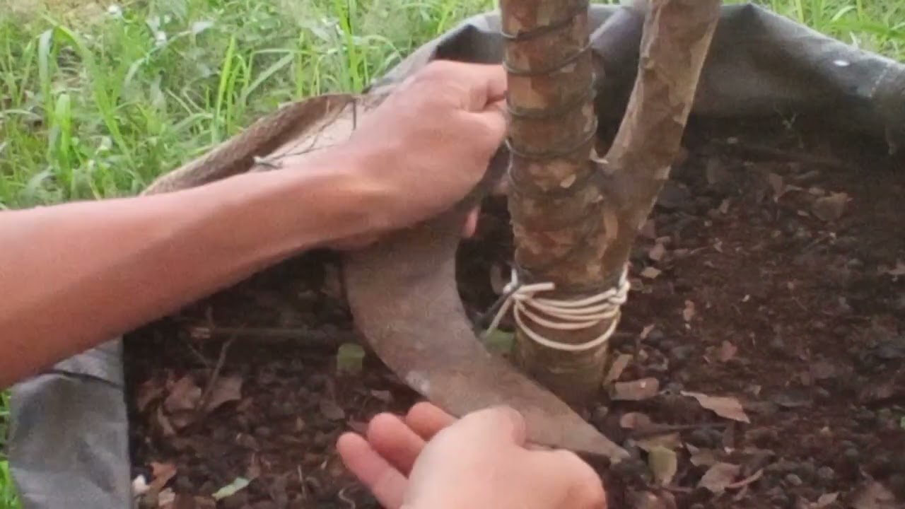 Cara Memaksa Anggur Brazil Sabara Berbuah - Eksperimen membuahkan Sabara