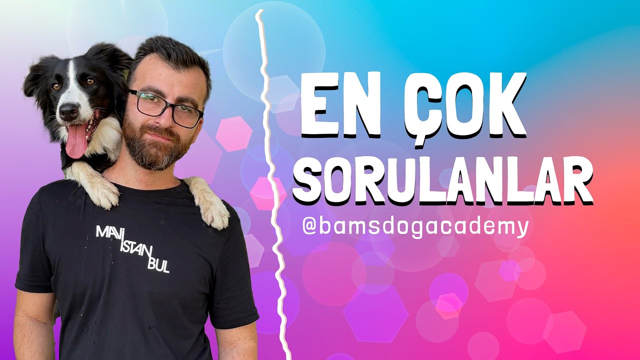 Köpek Eğitiminde En Çok Sorulan Sorular | Yanıtlar ve İpuçları