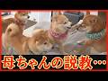 寝坊した末っ子柴犬を叱る姉柴犬が、昭和の母ちゃんのようでなんとも可愛い。