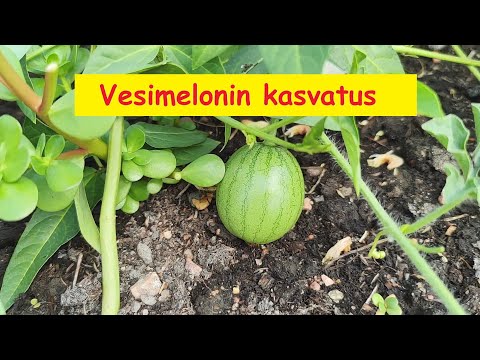 Video: Vesimelonien kasvattaminen: Vesimelonien kasvattaminen