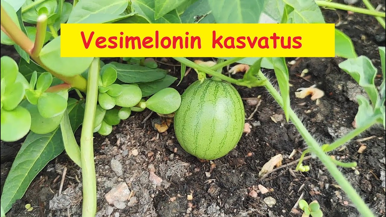 Vesimelonin kasvatus