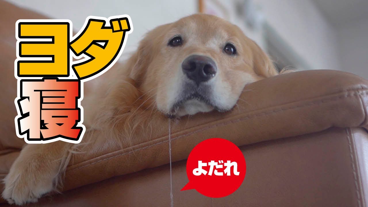 もう限界 ヘトヘトすぎてよだれを止める気ゼロになりました Youtube