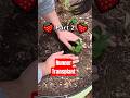 Transplanting Strawberry Runners For Free Plants Part 2