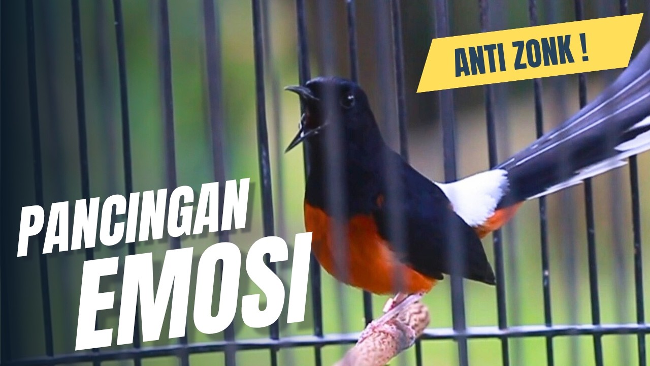 MURAI BATU GACOR FULL ISIAN TEMBAKAN MEWAH SANGAT AMPUH MELATIH MURAI BATU EMOSI BONGKAR ISIAN