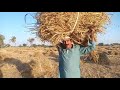 اکرم نظامی گندم کی کٹائی کرتے ہوے Akram Nizami 