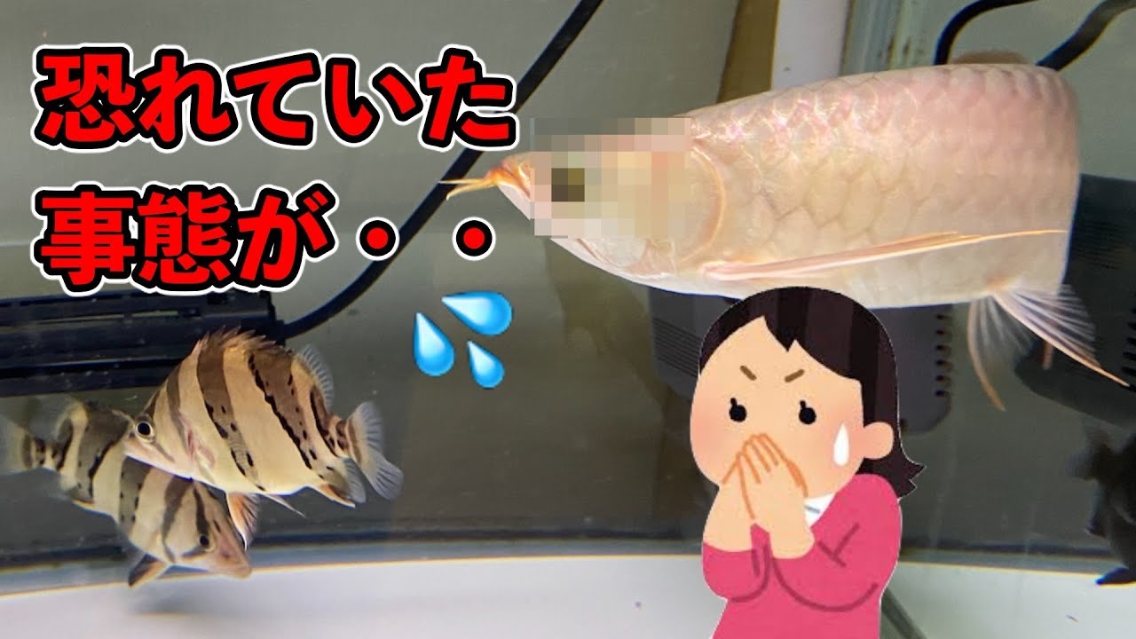 アロワナ飼育者の悩み うちの魚にもあの症状が 目たれ アジアアロワナ飼育日誌no 6 アクアリウム 大型魚 熱帯魚 Youtube アロワナ飼育者の悩み うちの魚にもあの症状が 目たれ アジアアロワナ飼育日誌no 6 アクアリウム 大型魚 熱帯魚 Youtube