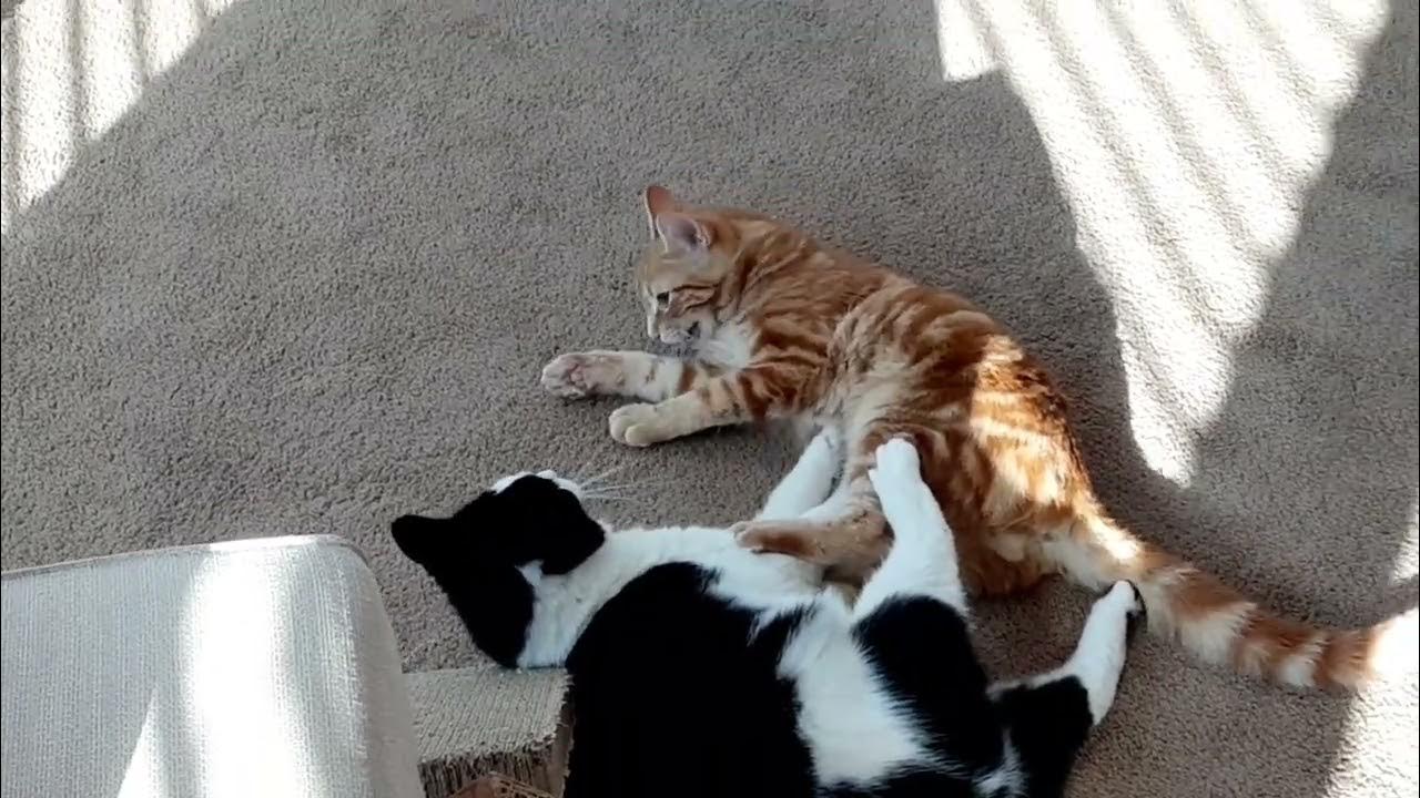 Cats Play Together.... YouTube
