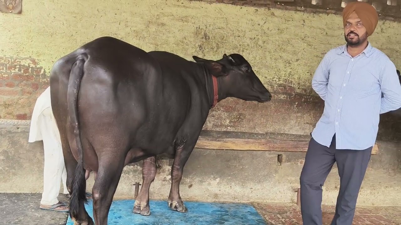 90417-41472,  ਚੰਗੀਆਂ ਹਰਿਆਣੇ ਵਾਲੀਆਂ ਦੋ ਮੋਹਰਾਂ ਝੋਟੀਆਂ ਸੇਲ ਪਿੰਡ ਵਜੀਦਕੇ ਕਲਾਂ ਸਮਰਾ ਡੇਰੀ ਫਾਰਮ