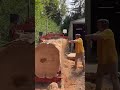 Chainsaw still big wood woodworking