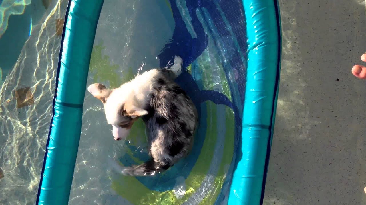 Corgi Chases His Tail On A Raft - YouTube