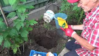 Как я сажал  ремонтантную малину. How I planted remontant raspberries.