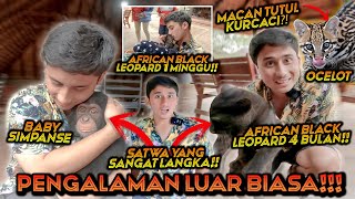 PENGALAMAN MAHAL DAN LANGKA ! MAEN BARENG MACAN KUMBANG, SIMPANSE, OCELOT DAN SATWA LAIN NYA !!